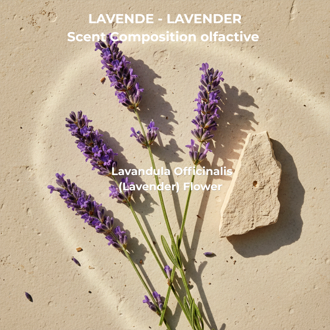 Angelica & Lavender Shampoo 500 mL